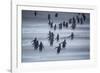 Gentoo Penguins (Pygocelis papua papua) walking, Sea Lion Island, Falkland Islands, South America-Marco Simoni-Framed Photographic Print