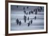 Gentoo Penguins (Pygocelis papua papua) walking, Sea Lion Island, Falkland Islands, South America-Marco Simoni-Framed Photographic Print