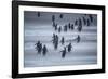 Gentoo Penguins (Pygocelis papua papua) walking, Sea Lion Island, Falkland Islands, South America-Marco Simoni-Framed Photographic Print