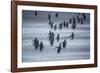 Gentoo Penguins (Pygocelis papua papua) walking, Sea Lion Island, Falkland Islands, South America-Marco Simoni-Framed Photographic Print