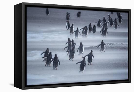 Gentoo Penguins (Pygocelis papua papua) walking, Sea Lion Island, Falkland Islands, South America-Marco Simoni-Framed Stretched Canvas