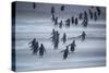 Gentoo Penguins (Pygocelis papua papua) walking, Sea Lion Island, Falkland Islands, South America-Marco Simoni-Stretched Canvas