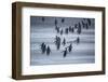 Gentoo Penguins (Pygocelis papua papua) walking, Sea Lion Island, Falkland Islands, South America-Marco Simoni-Framed Photographic Print