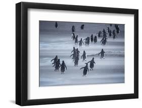 Gentoo Penguins (Pygocelis papua papua) walking, Sea Lion Island, Falkland Islands, South America-Marco Simoni-Framed Photographic Print