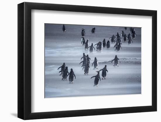 Gentoo Penguins (Pygocelis papua papua) walking, Sea Lion Island, Falkland Islands, South America-Marco Simoni-Framed Photographic Print