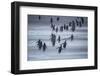 Gentoo Penguins (Pygocelis papua papua) walking, Sea Lion Island, Falkland Islands, South America-Marco Simoni-Framed Photographic Print