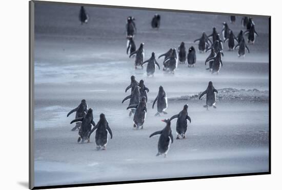 Gentoo Penguins (Pygocelis papua papua) walking, Sea Lion Island, Falkland Islands, South America-Marco Simoni-Mounted Photographic Print