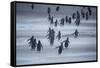 Gentoo Penguins (Pygocelis papua papua) walking, Sea Lion Island, Falkland Islands, South America-Marco Simoni-Framed Stretched Canvas