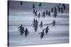 Gentoo Penguins (Pygocelis papua papua) walking, Sea Lion Island, Falkland Islands, South America-Marco Simoni-Stretched Canvas