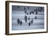 Gentoo Penguins (Pygocelis papua papua) walking, Sea Lion Island, Falkland Islands, South America-Marco Simoni-Framed Photographic Print