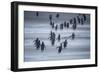 Gentoo Penguins (Pygocelis papua papua) walking, Sea Lion Island, Falkland Islands, South America-Marco Simoni-Framed Photographic Print