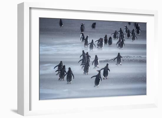 Gentoo Penguins (Pygocelis papua papua) walking, Sea Lion Island, Falkland Islands, South America-Marco Simoni-Framed Photographic Print