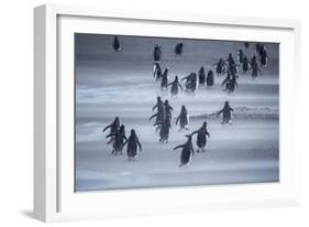 Gentoo Penguins (Pygocelis papua papua) walking, Sea Lion Island, Falkland Islands, South America-Marco Simoni-Framed Photographic Print