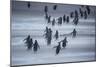 Gentoo Penguins (Pygocelis papua papua) walking, Sea Lion Island, Falkland Islands, South America-Marco Simoni-Mounted Photographic Print