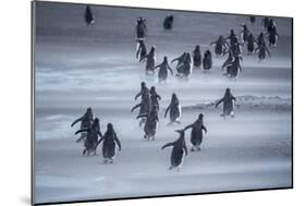 Gentoo Penguins (Pygocelis papua papua) walking, Sea Lion Island, Falkland Islands, South America-Marco Simoni-Mounted Photographic Print