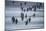 Gentoo Penguins (Pygocelis papua papua) walking, Sea Lion Island, Falkland Islands, South America-Marco Simoni-Mounted Photographic Print