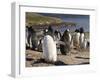 Gentoo Penguins (Pygoscelis Papua) Breeding Colony, the Neck, Saunders Island-Eleanor Scriven-Framed Photographic Print