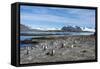 Gentoo penguins (Pygoscelis papua) colony, Prion Island, South Georgia, Antarctica, Polar Regions-Michael Runkel-Framed Stretched Canvas