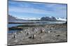 Gentoo penguins (Pygoscelis papua) colony, Prion Island, South Georgia, Antarctica, Polar Regions-Michael Runkel-Mounted Photographic Print