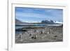 Gentoo penguins (Pygoscelis papua) colony, Prion Island, South Georgia, Antarctica, Polar Regions-Michael Runkel-Framed Photographic Print