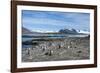 Gentoo penguins (Pygoscelis papua) colony, Prion Island, South Georgia, Antarctica, Polar Regions-Michael Runkel-Framed Photographic Print