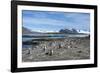 Gentoo penguins (Pygoscelis papua) colony, Prion Island, South Georgia, Antarctica, Polar Regions-Michael Runkel-Framed Photographic Print