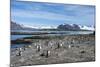 Gentoo penguins (Pygoscelis papua) colony, Prion Island, South Georgia, Antarctica, Polar Regions-Michael Runkel-Mounted Photographic Print