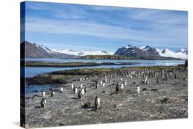 Gentoo penguins (Pygoscelis papua) colony, Prion Island, South Georgia, Antarctica, Polar Regions-Michael Runkel-Stretched Canvas