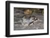 Gentoo penguins, Pygoscelis papua, coming ashore.-Sergio Pitamitz-Framed Photographic Print