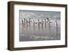 Gentoo Penguins (Pygoscelis Papua) Emerging from the Sea-Eleanor-Framed Photographic Print