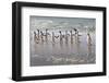 Gentoo Penguins (Pygoscelis Papua) Emerging from the Sea-Eleanor-Framed Photographic Print