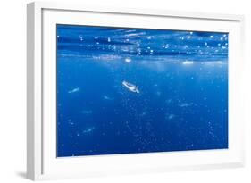 Gentoo Penguins (Pygoscelis Papua) Feeding Underwater at Booth Island, Antarctica, Polar Regions-Michael Nolan-Framed Photographic Print