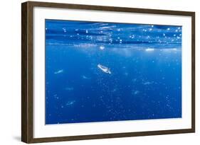 Gentoo Penguins (Pygoscelis Papua) Feeding Underwater at Booth Island, Antarctica, Polar Regions-Michael Nolan-Framed Photographic Print