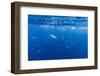 Gentoo Penguins (Pygoscelis Papua) Feeding Underwater at Booth Island, Antarctica, Polar Regions-Michael Nolan-Framed Photographic Print