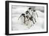 Gentoo Penguins (Pygoscelis Papua) Group Walking Along Snow, Cuverville Island-Enrique Lopez-Tapia-Framed Photographic Print