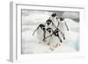 Gentoo Penguins (Pygoscelis Papua) Group Walking Along Snow, Cuverville Island-Enrique Lopez-Tapia-Framed Photographic Print