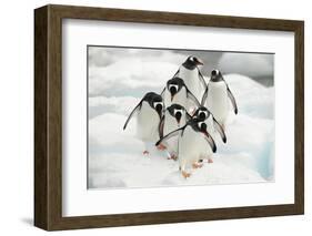 Gentoo Penguins (Pygoscelis Papua) Group Walking Along Snow, Cuverville Island-Enrique Lopez-Tapia-Framed Photographic Print