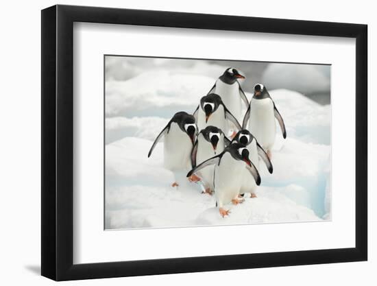 Gentoo Penguins (Pygoscelis Papua) Group Walking Along Snow, Cuverville Island-Enrique Lopez-Tapia-Framed Photographic Print