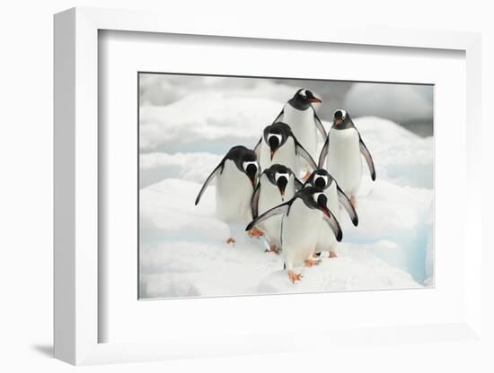 Gentoo Penguins (Pygoscelis Papua) Group Walking Along Snow, Cuverville Island-Enrique Lopez-Tapia-Framed Photographic Print