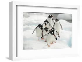 Gentoo Penguins (Pygoscelis Papua) Group Walking Along Snow, Cuverville Island-Enrique Lopez-Tapia-Framed Photographic Print