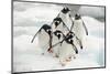 Gentoo Penguins (Pygoscelis Papua) Group Walking Along Snow, Cuverville Island-Enrique Lopez-Tapia-Mounted Photographic Print