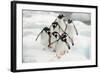 Gentoo Penguins (Pygoscelis Papua) Group Walking Along Snow, Cuverville Island-Enrique Lopez-Tapia-Framed Photographic Print