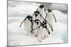 Gentoo Penguins (Pygoscelis Papua) Group Walking Along Snow, Cuverville Island-Enrique Lopez-Tapia-Mounted Photographic Print