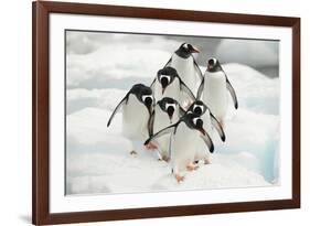 Gentoo Penguins (Pygoscelis Papua) Group Walking Along Snow, Cuverville Island-Enrique Lopez-Tapia-Framed Photographic Print