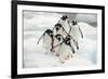 Gentoo Penguins (Pygoscelis Papua) Group Walking Along Snow, Cuverville Island-Enrique Lopez-Tapia-Framed Photographic Print