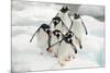Gentoo Penguins (Pygoscelis Papua) Group Walking Along Snow, Cuverville Island-Enrique Lopez-Tapia-Mounted Photographic Print