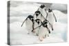 Gentoo Penguins (Pygoscelis Papua) Group Walking Along Snow, Cuverville Island-Enrique Lopez-Tapia-Stretched Canvas