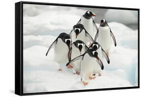 Gentoo Penguins (Pygoscelis Papua) Group Walking Along Snow, Cuverville Island-Enrique Lopez-Tapia-Framed Stretched Canvas