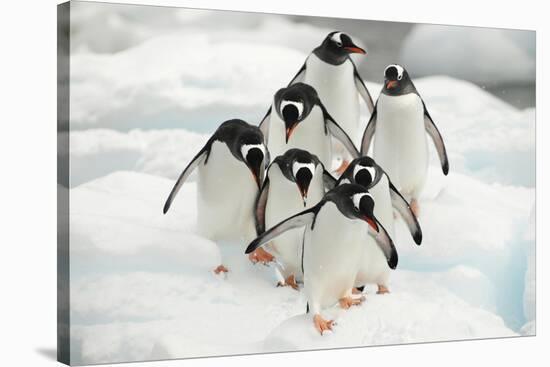Gentoo Penguins (Pygoscelis Papua) Group Walking Along Snow, Cuverville Island-Enrique Lopez-Tapia-Stretched Canvas