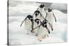 Gentoo Penguins (Pygoscelis Papua) Group Walking Along Snow, Cuverville Island-Enrique Lopez-Tapia-Stretched Canvas